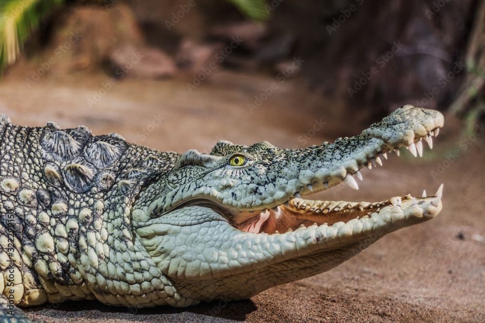 Close-up crocodile opens his mouth. Dangerous amphibian. Close-up crocodile opens his mouth. Dangerous amphibian.