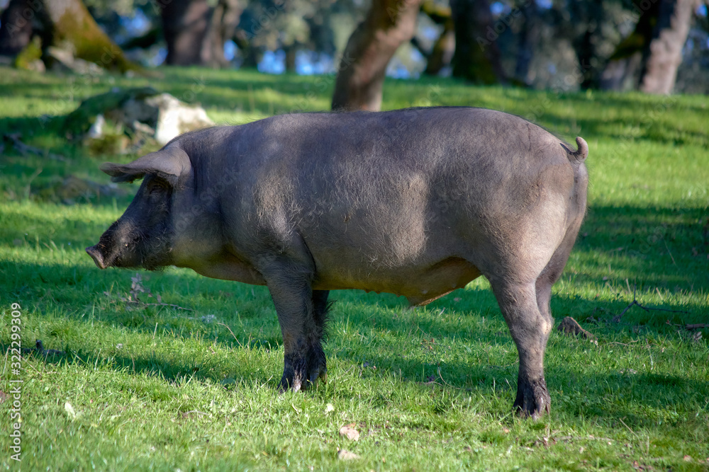 iberian pigs in the meadow iberian pigs in the meadow
