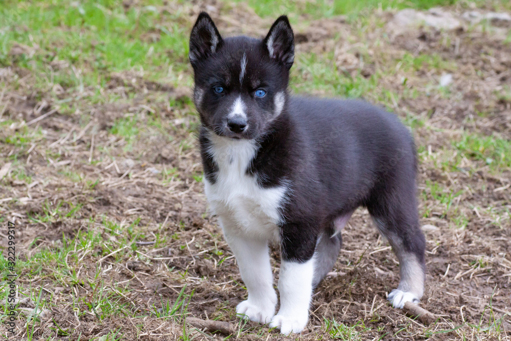 black and white siberian husky puppy with blue eyes