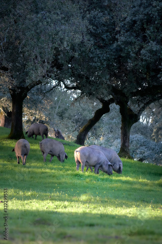 iberian pigs in the meadow