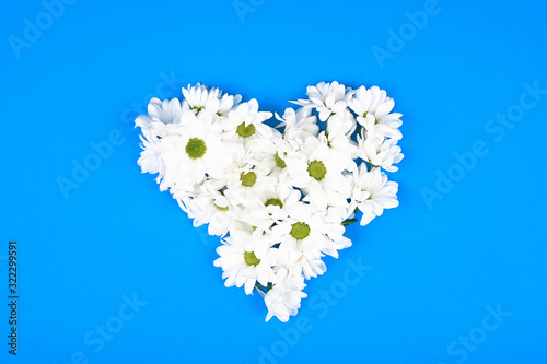 heart shaped chamomiles on a blue background. View from above. Natural cosmetic. place to record. forming a heart shape on a blue background with copy space: spring time concept - favorite time