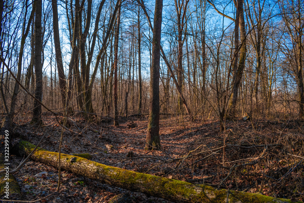 Obraz premium dry river in spring forest