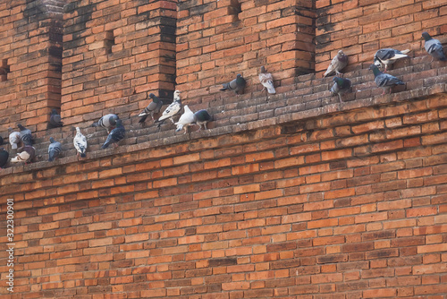 Pigeons at 