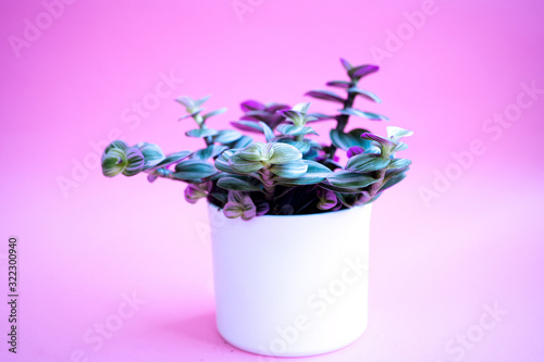 Purple garden of Tradescantia Nanouk  a potted plant. Houseplant hanging flowerpot on a purple magenta background. Colored home plant with green-pink leaves in a white pot on pink background