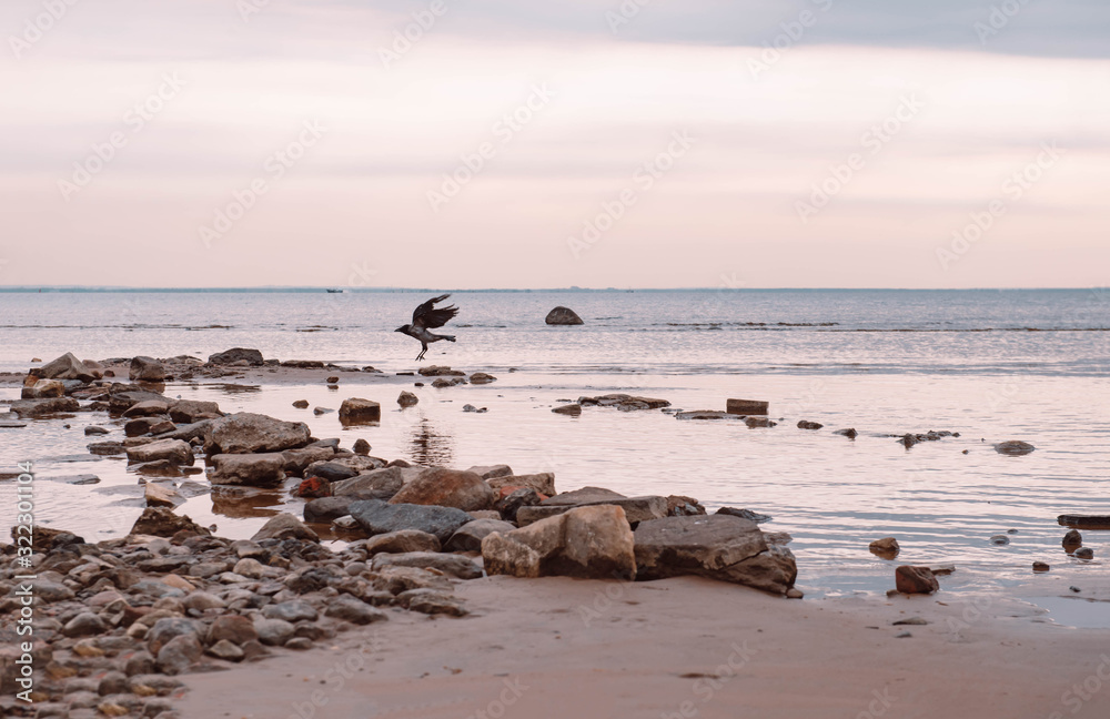crow flies over the rocky coast of the Gulf of Finland, a bird over the sea