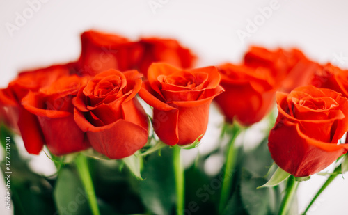 Red Fresh Roses on the white background   selective focus