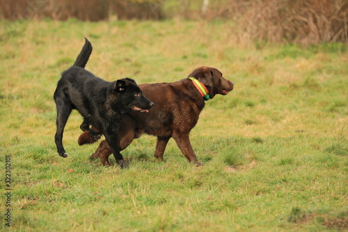 two dogs playing in park