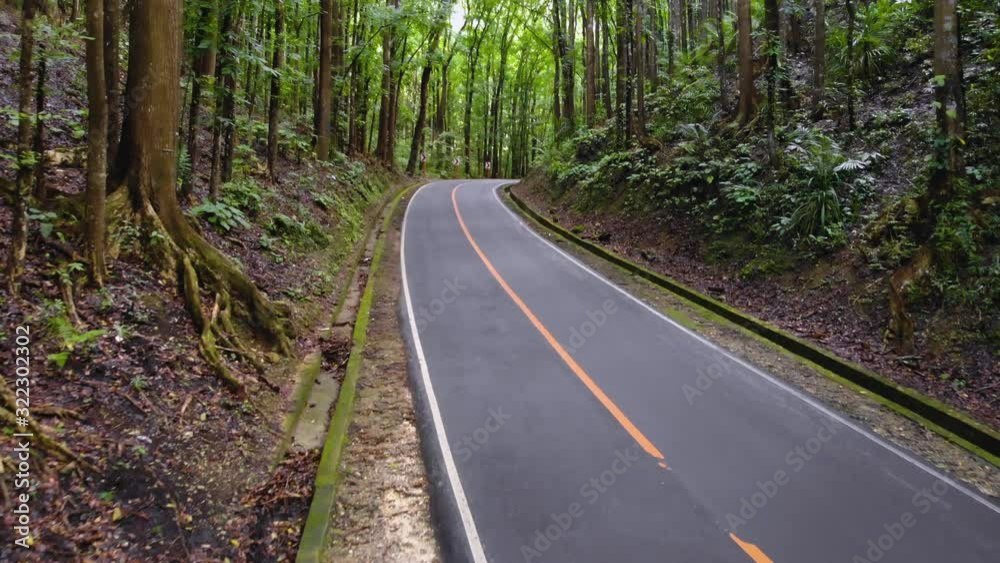 Asphalt empty narrow road in a dense jungle forest. Man Made Forest, Philippines, Bohol Asphalt empty narrow road in a dense jungle forest. Man Made Forest, Philippines, Bohol