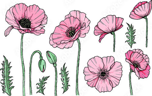 Hand darwn vector poppy flower. Eps 10 illustration. Poppy drug icon. Isolated on white background. Dooodle drawing. Floral design. Line-art photo