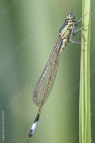 Wallpaper Mural Macro of a dragonfly called an emerald damselfly isolated on a blade of grass Torontodigital.ca