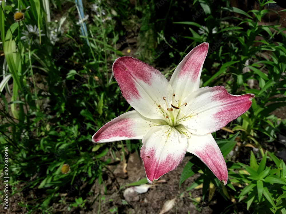 Fototapeta premium Beautiful pink lily flower in summer in Russia