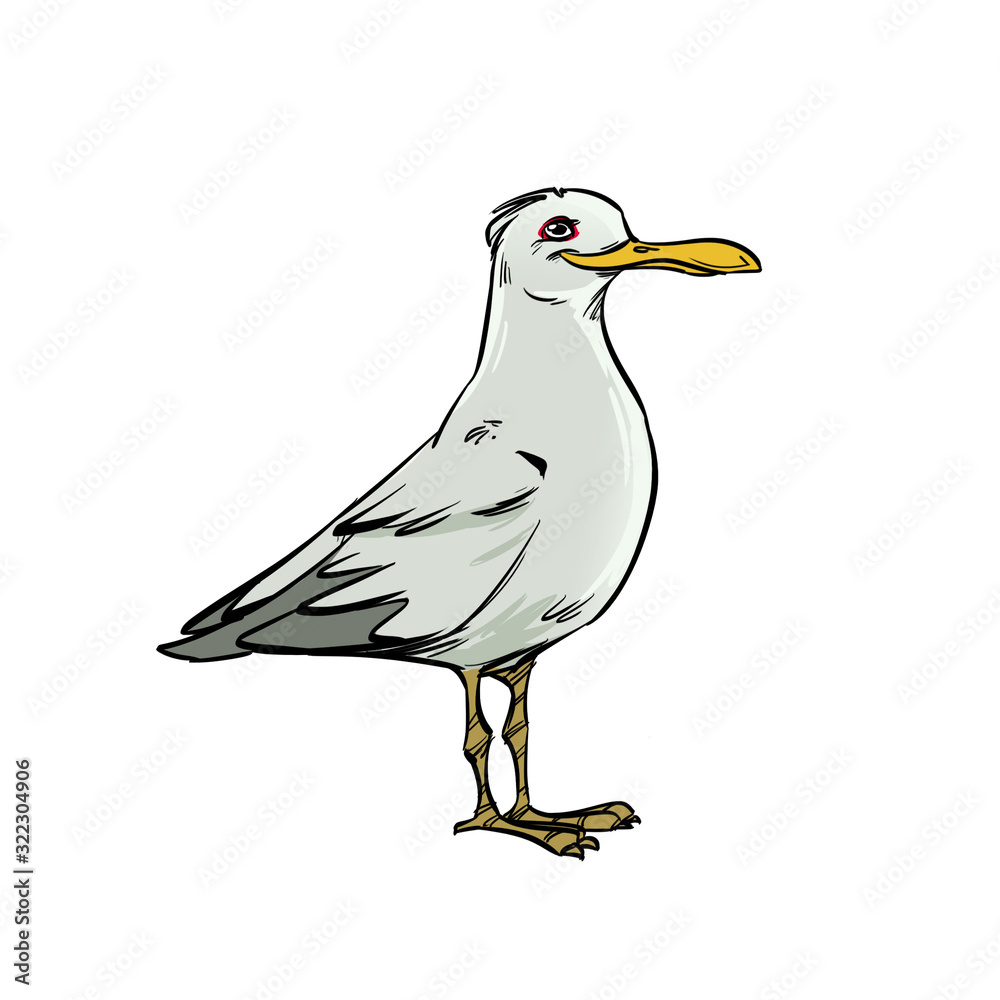Seagull is standing isolated on a white background. Seagull is standing isolated on a white background.