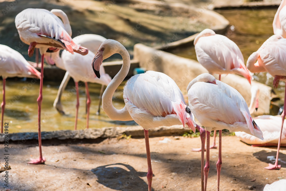 Group of American Flamingos in the zoo thailand. Group of American Flamingos in the zoo thailand.