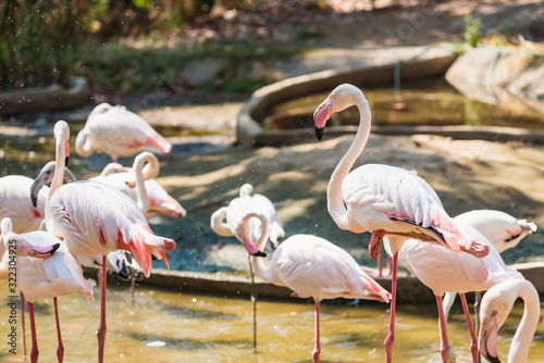 Group of American Flamingos in the zoo thailand.