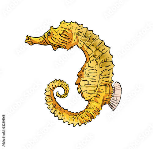 Sea horse isolated on a white background.