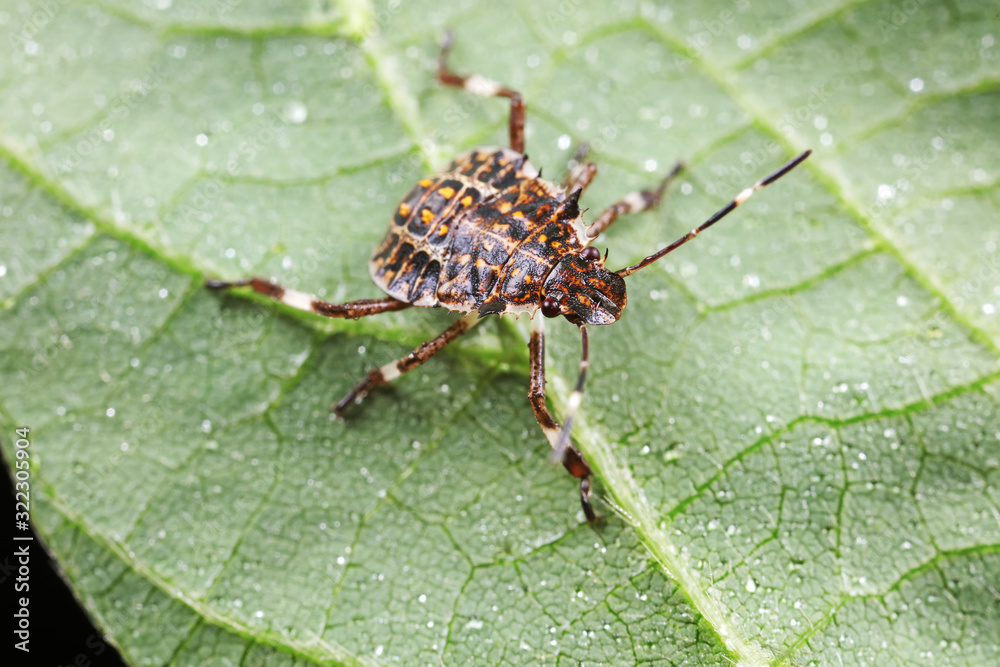 Fototapeta premium Stink bug on green leaves, North China