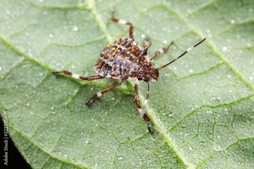 Stink bug on green leaves, North China © YuanGeng