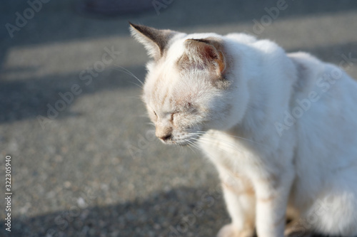 猫 © Shohei Tomita