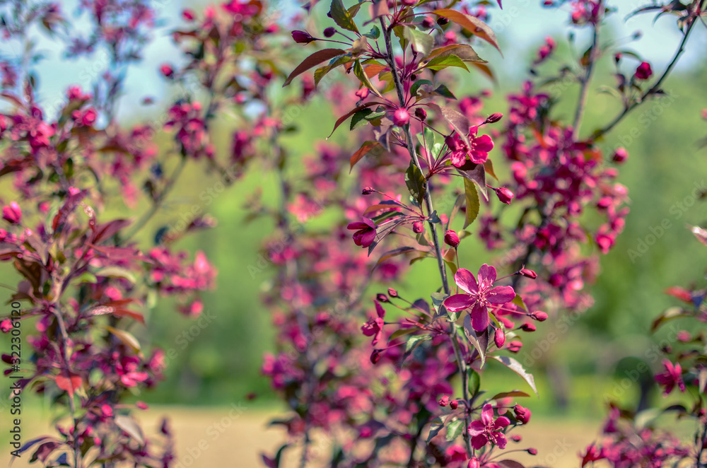 Red buds of decorative apple tree Malus Niedzwetzkyana . City greening. Springtime. Red buds of decorative apple tree Malus Niedzwetzkyana . City greening. Springtime.