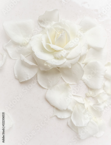 Beautiful white rose and petals on white background. Ideal for greeting cards for wedding, birthday, Valentine's Day, Mother's Day © OLAYOLA