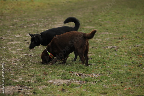 Labrador  photo