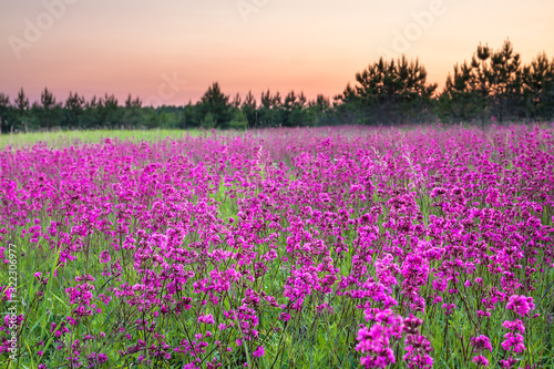 spring landscape with flowering flowers on meadow and sunrise