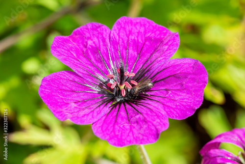 Geranium 'Anne Thomson' a magenta pink herbaceous springtime summer flower plant commonly known as cranesbill with insect