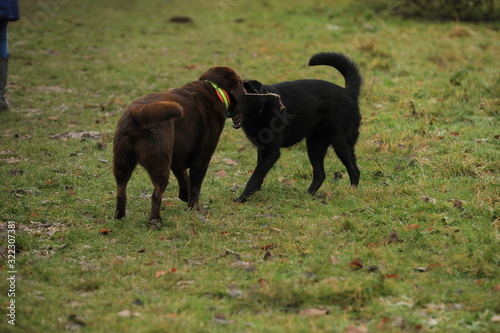 Labrador  photo