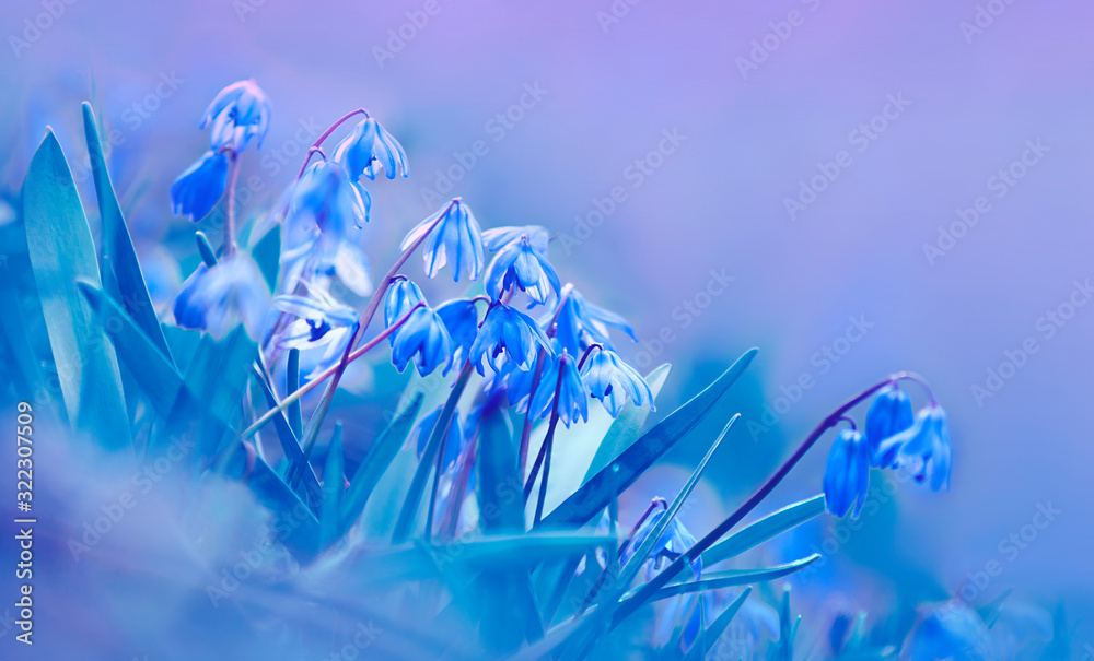 Beautiful blue spring flowers primroses in the evening forest on a soft ...