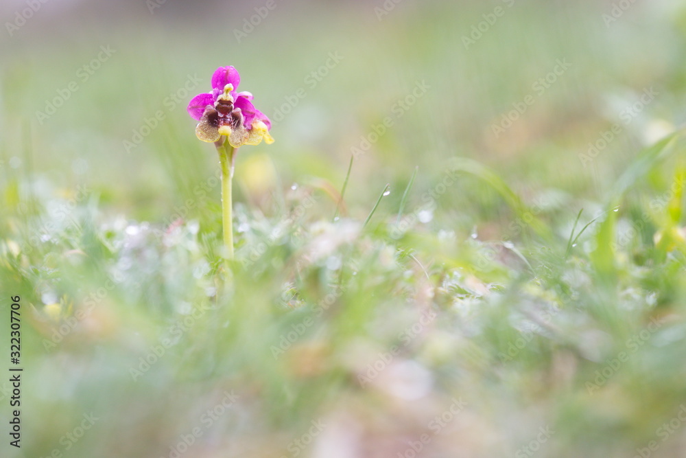 May 2, 2018; Saseta, Burgos (Spain). The orchid Ophrys tenthredinifera in the meadow. May 2, 2018; Saseta, Burgos (Spain). The orchid Ophrys tenthredinifera in the meadow.
