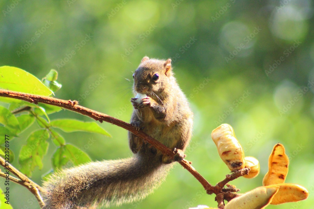 Obraz premium squirrel on tree / esquílo comendo ingá