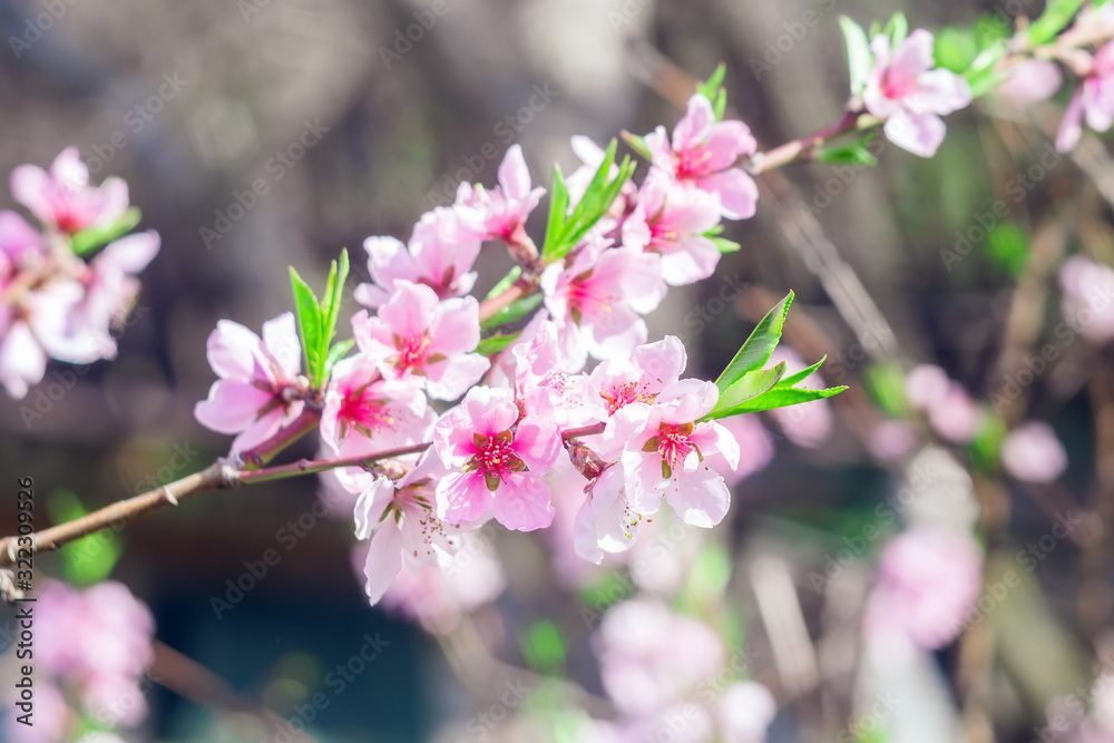 Obraz premium Pink flowers blooming peach tree at spring. Spring blooming, Abstract background. Selective focus.