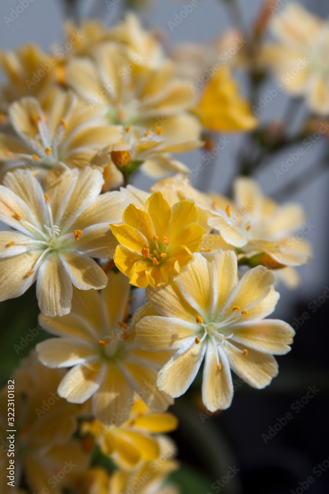 Yellow flowers blue background