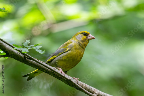 The European greenfinch, or just greenfinch (Chloris chloris), is a small passerine bird in the finch family Fringillidae.