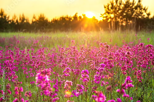 spring landscape with blooming purple flowers on meadow and sunrise