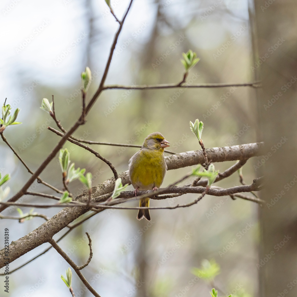 The European greenfinch, or just greenfinch (Chloris chloris), is a small passerine bird in the finch family Fringillidae. The European greenfinch, or just greenfinch (Chloris chloris), is a small passerine bird in the finch family Fringillidae.