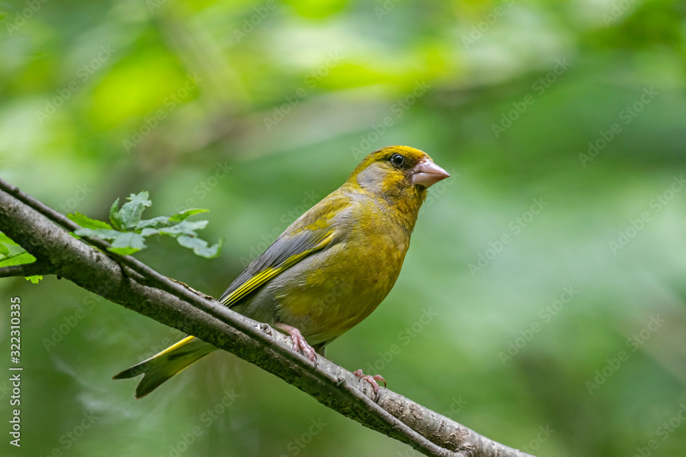 The European greenfinch, or just greenfinch (Chloris chloris), is a small passerine bird in the finch family Fringillidae.