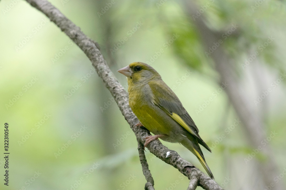 The European greenfinch, or just greenfinch (Chloris chloris), is a small passerine bird in the finch family Fringillidae.