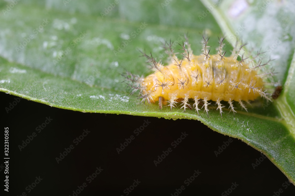 Naklejka premium ladybugs larva on green leaves, North China