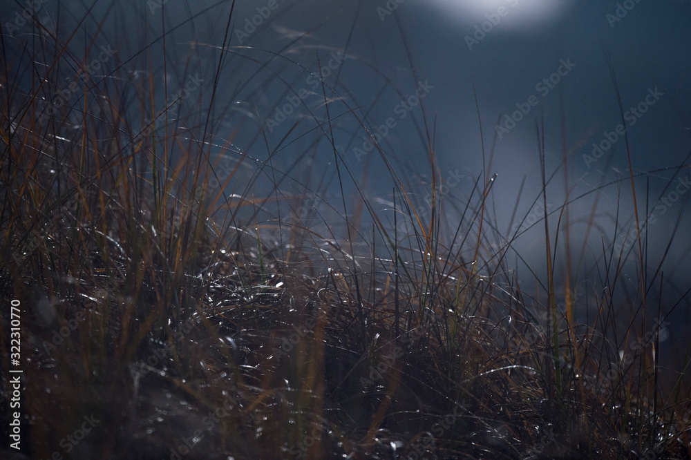 Obraz premium A close up of beach dune grass illuminated by moonlight in the dark night.