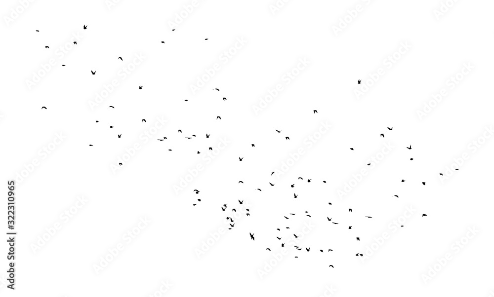 Flock of birds isolated on white background Flock of birds isolated on white background