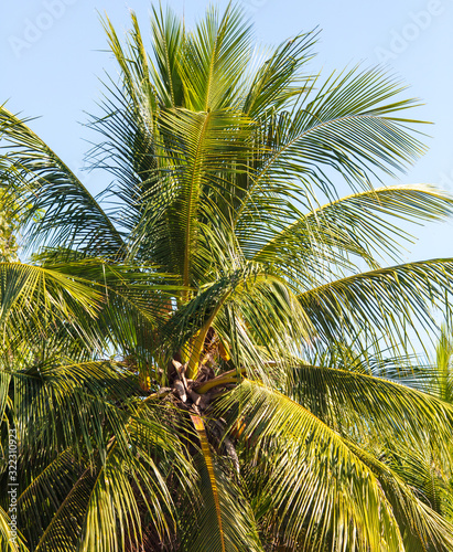 Coconut tree with nuts in the tropics