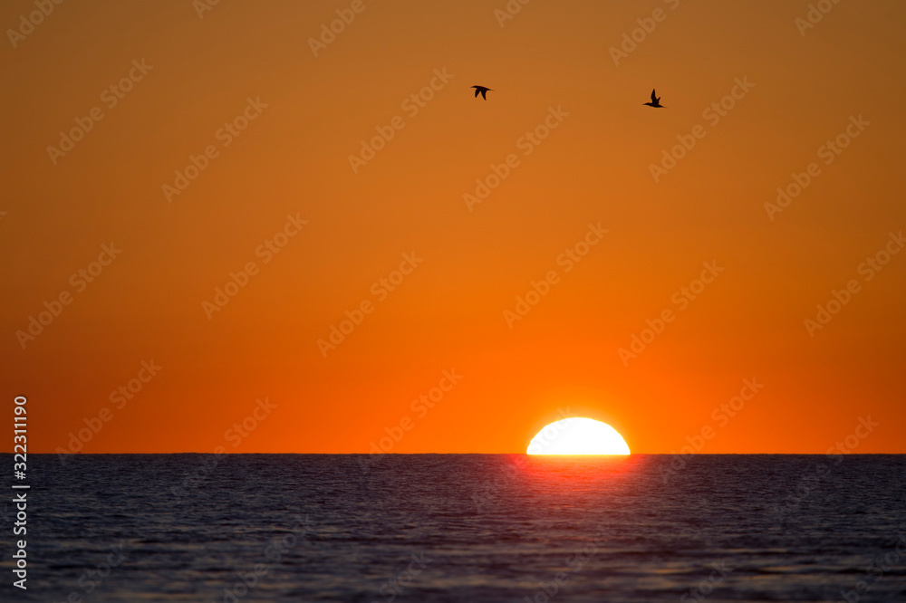 A pair of Northern Gannets fly over the calm ocean as the sun rises over the horizon.