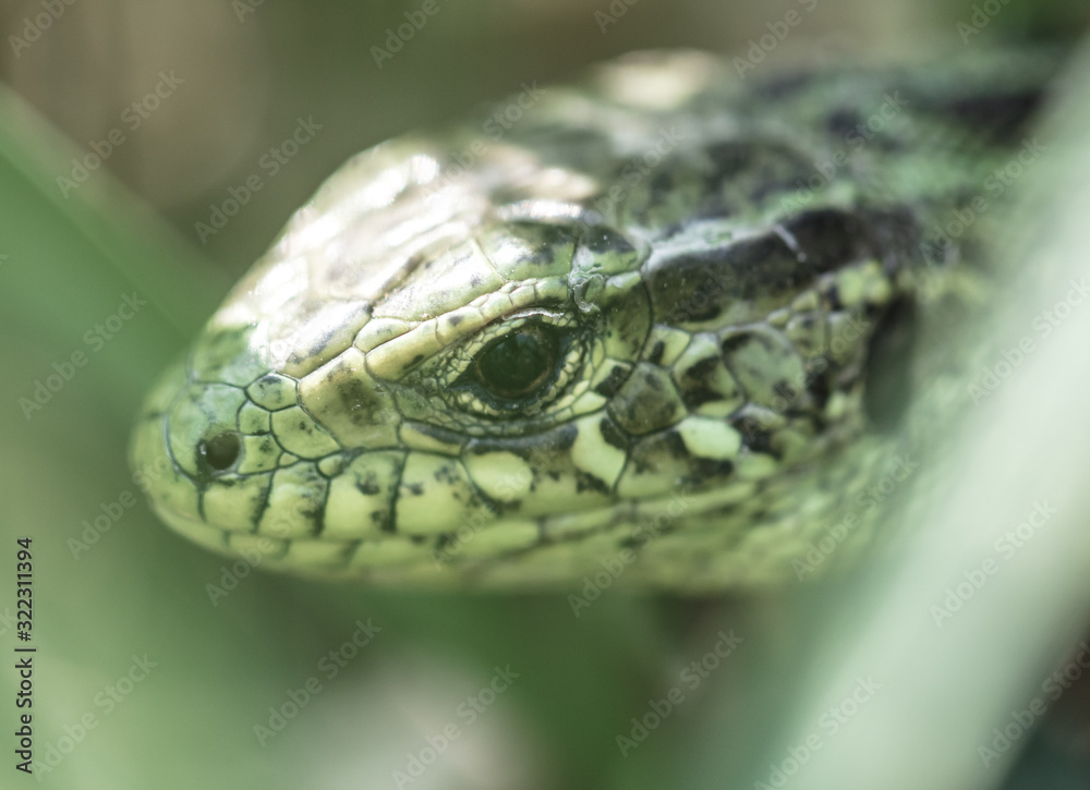 A green lizard is hiding in the grass in nature A green lizard is hiding in the grass in nature