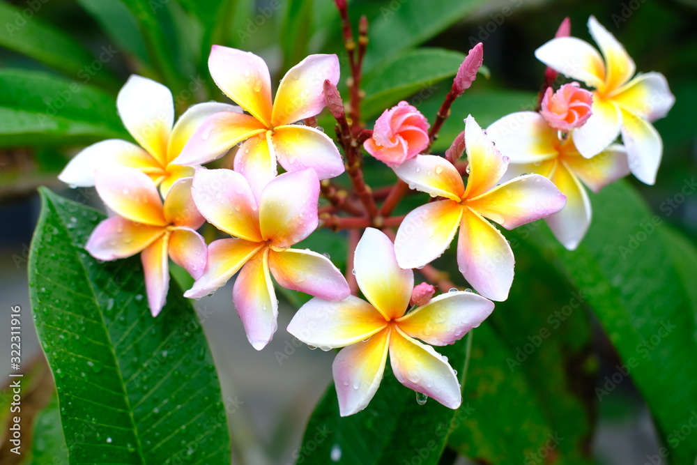 Beautiful frangipani perfume flower with water rain drop on petal.