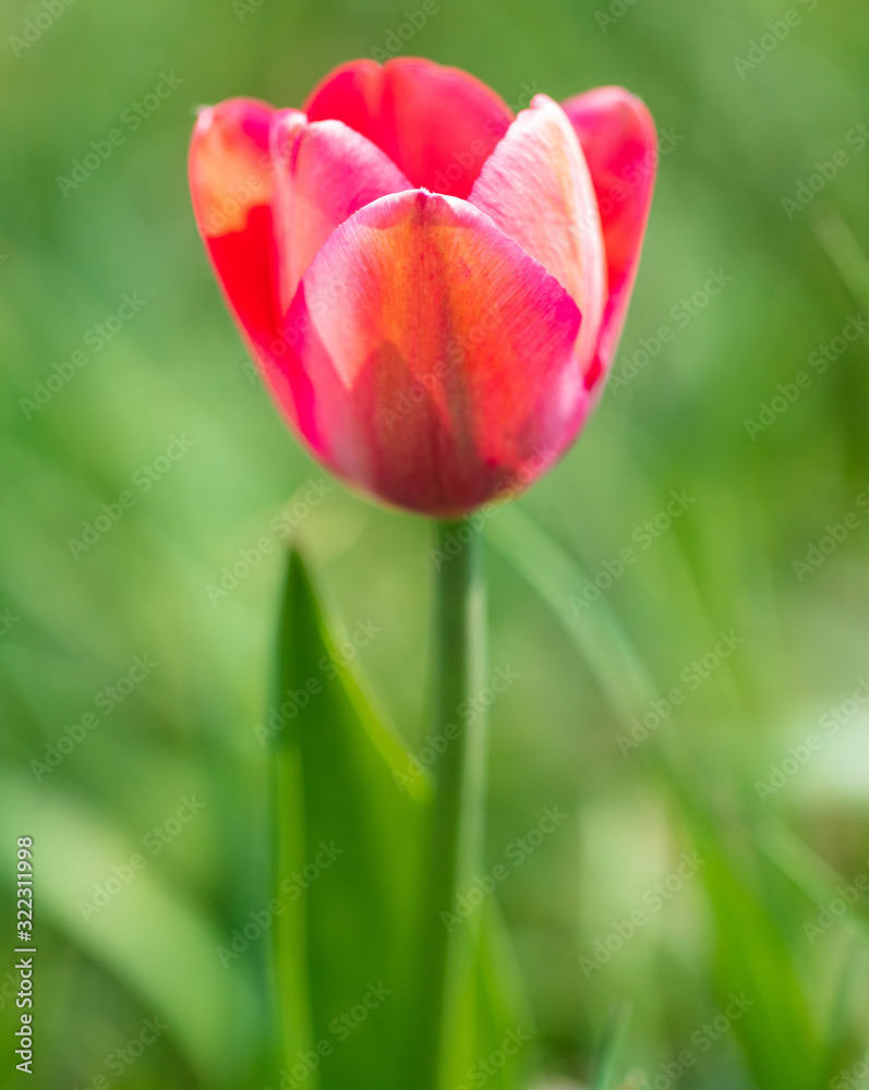 Red tulip on the nature