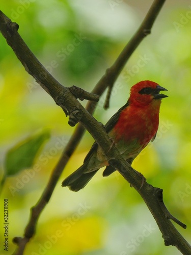 Red bird perching on X shape branches superposed photo