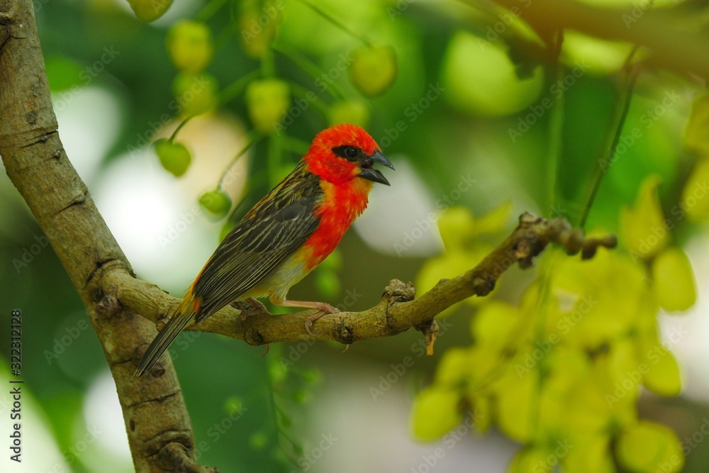 Red Fody bird perching in natural environment Red Fody bird perching in natural environment