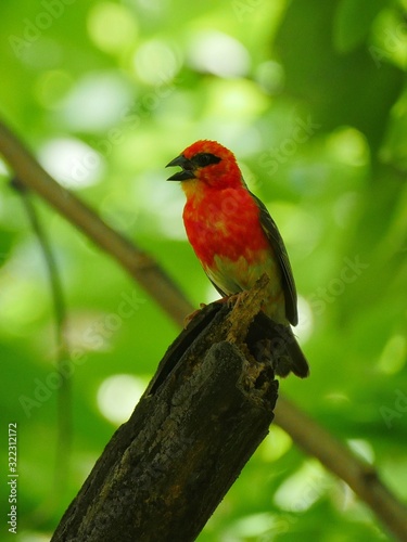 Red bird chirping under tree