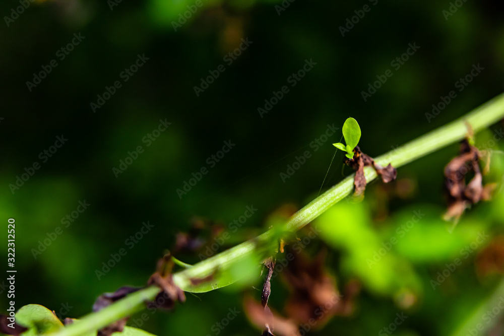 macro photography of wild vine in front of blurry green background. wild plant concept macro photography of wild vine in front of blurry green background. wild plant concept
